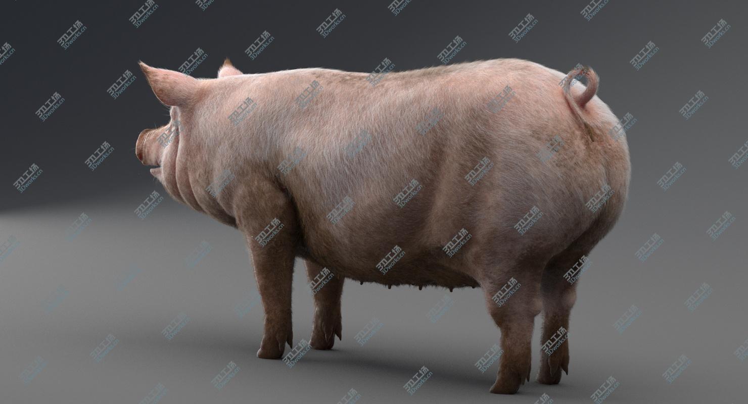 images/goods_img/2021040161/Pig 3D model/3.jpg